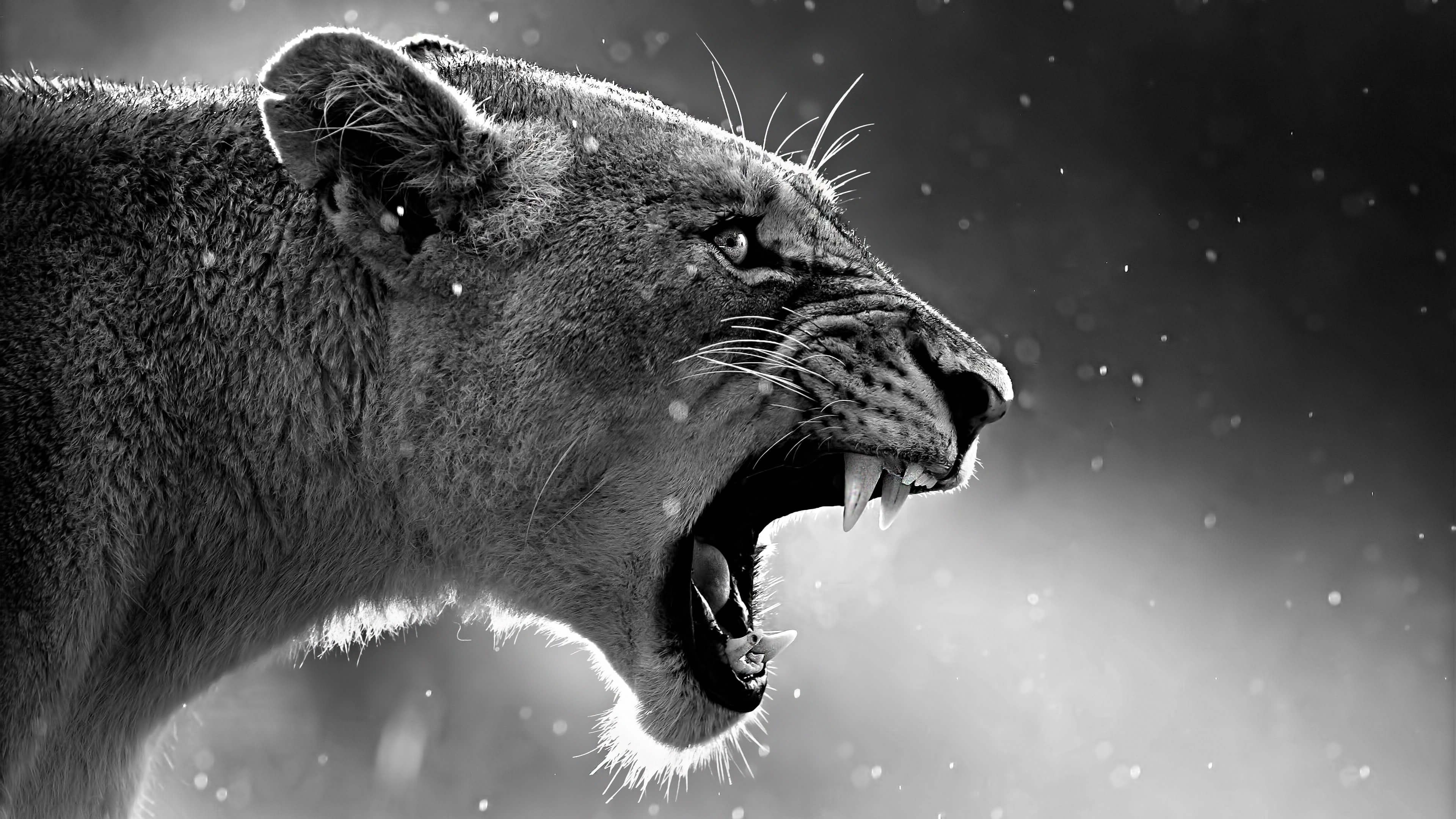 lion-roaring