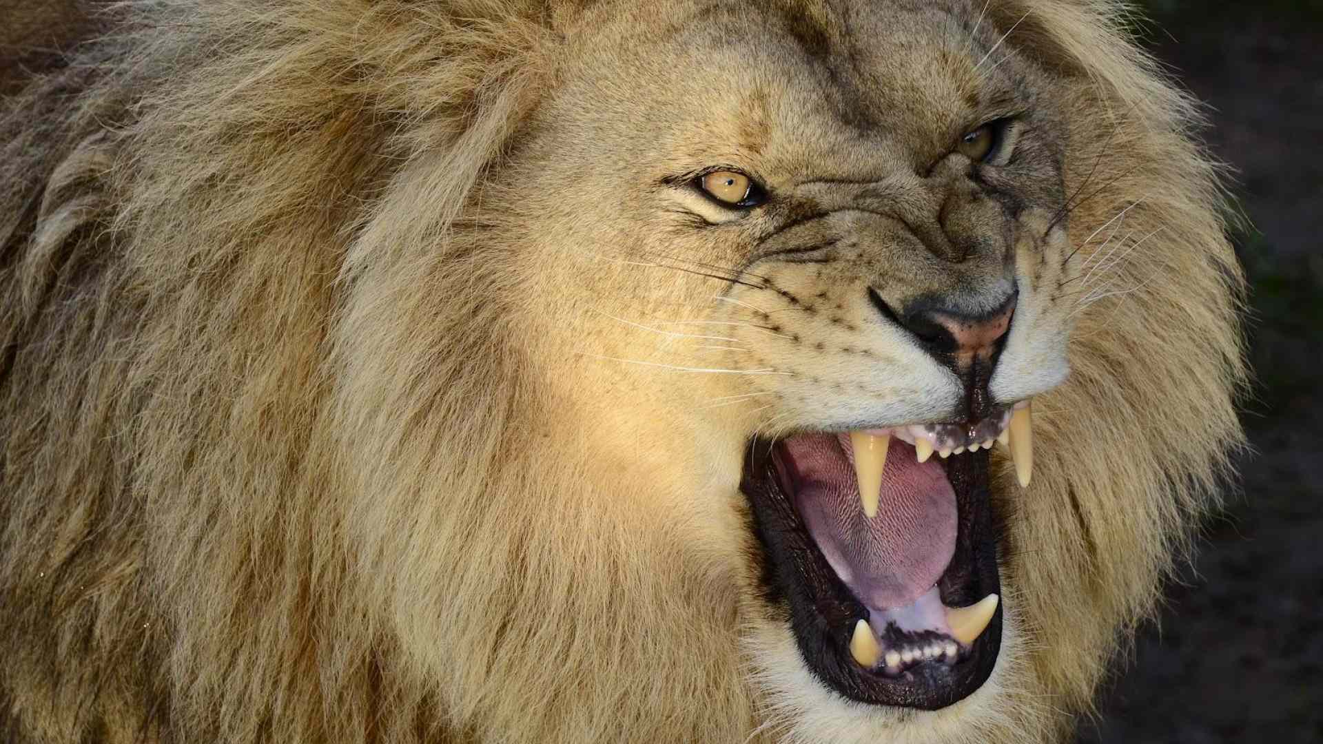 pictures-of-a-roaring-lion-wallpaper